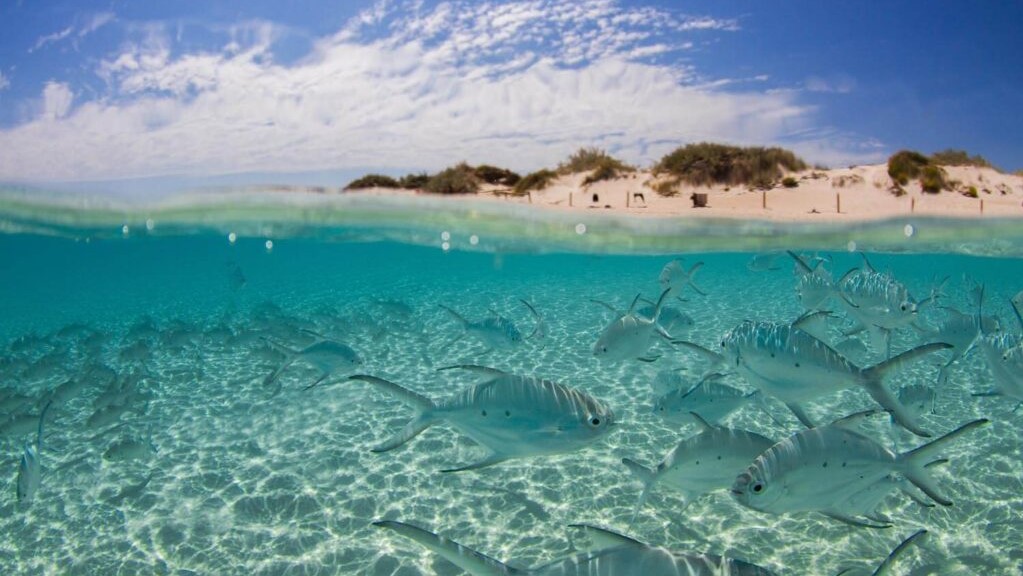 The Ningaloo
